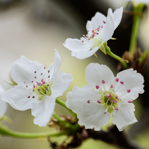 巨大荫蒂XX另类
